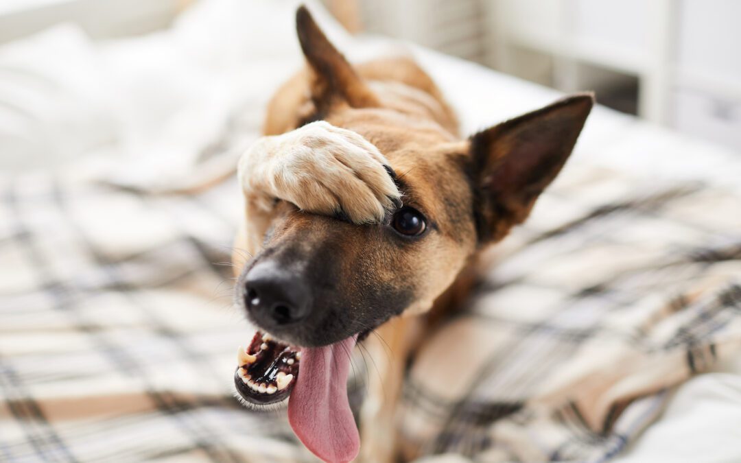 Portrait of embarrassed dog hiding face with paw and looking at camera, copy space