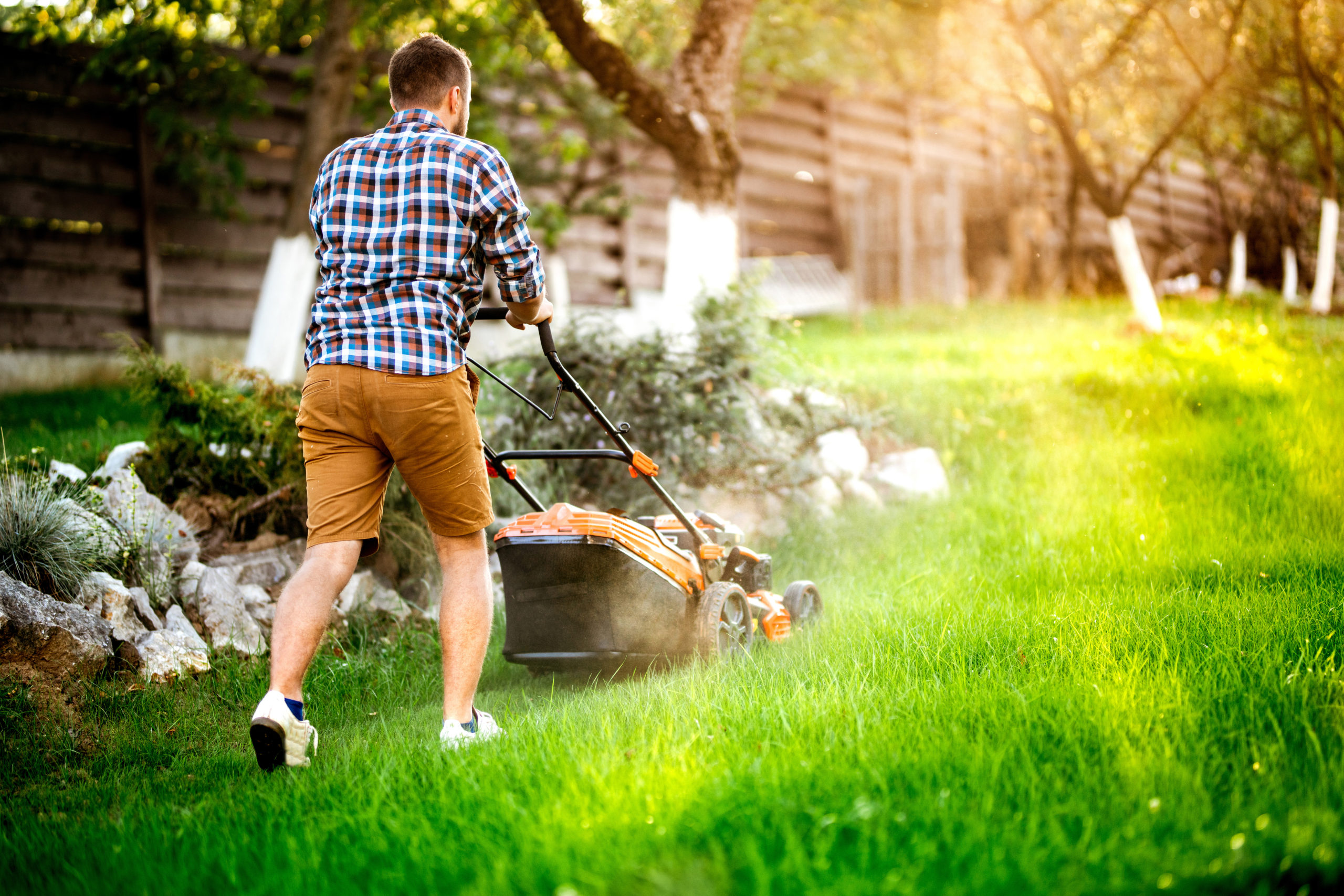 A white man mows a lush green yard with a push mower. His back is to us. he wears khaki shorts, a blue and white plaid shirt and white sneakers. The sun shines brightly.